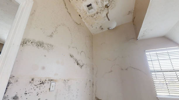 Best Biohazard Mold Removal  in North Branch, MN