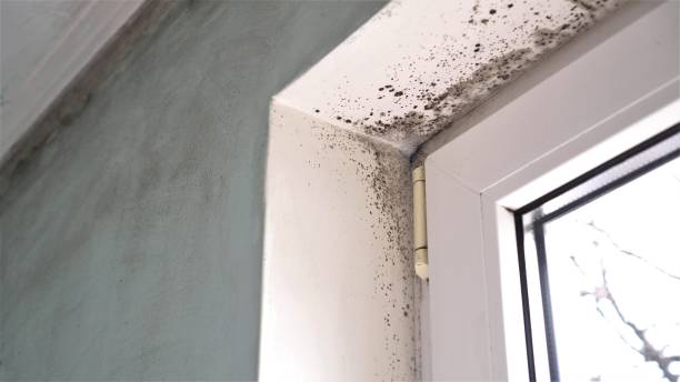 Professional Mold Removal in North Branch, MN