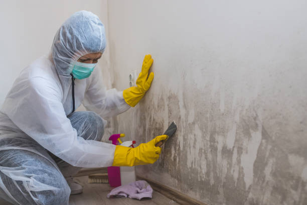Mold Documentation for Insurance Claims in North Branch, MN