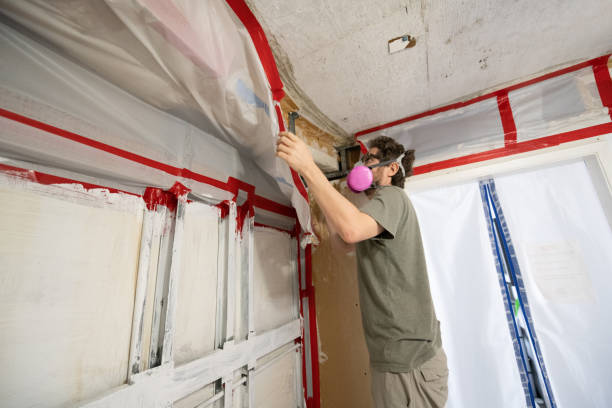 Best Emergency Mold Remediation  in North Branch, MN