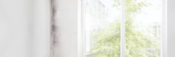 Best Comprehensive Air Testing for Mold Contaminants  in North Branch, MN