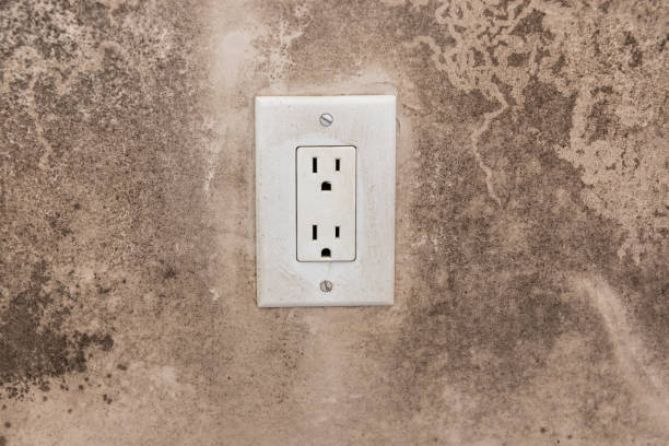 Best Forensic Mold Investigation  in North Branch, MN