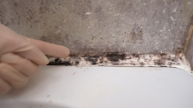 Best Commercial Mold Inspection  in North Branch, MN