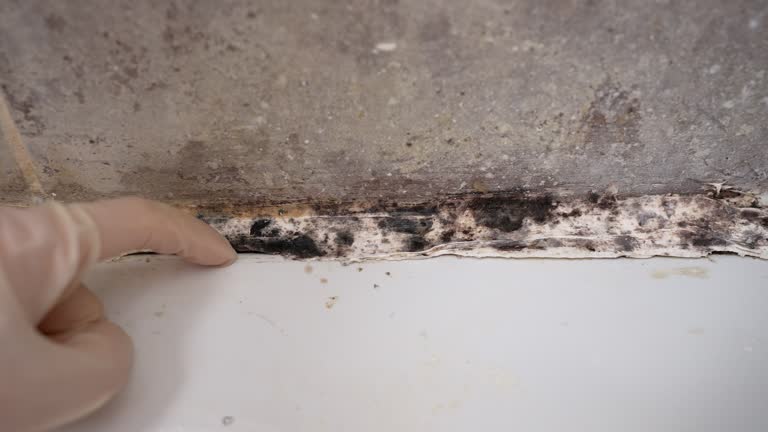 Best HVAC Mold Inspection and Cleaning  in North Branch, MN